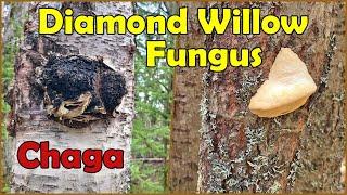 Harvesting Diamond Willow Fungus and Chaga