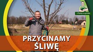 Jak przycinać śliwę - Z PLANTĄ W OGRODZIE