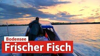 Frischer Fisch am Bodensee - vom See direkt auf den Teller