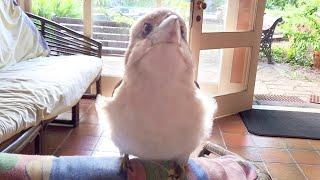 Cutest Kookaburra Video! Flying fluff balls ride the arm bus!