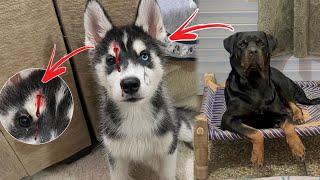 Roxy attacked on sultan 🩸 | Rottweiler attack | Rottweiler vs husky | Review reloaded