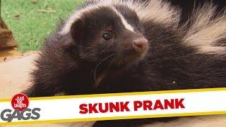 From Fake to Real Skunk Prank