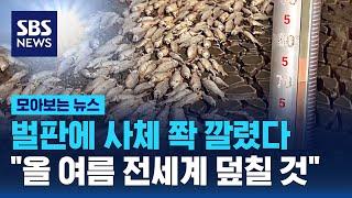 벌판에 사체 쫙 깔렸다…"올 여름 전세계 덮칠 것" / SBS / 모아보는 뉴스