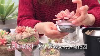 無孔玻璃杯也能種出漂亮的多肉薇薇安的多肉花園