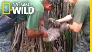 Sloth Saved from Train Track and Released to Brazilian Rainforest | Nat Geo Wild