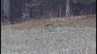 300 Blackout Drops Deer At 264 Yards Subsonic