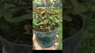 Bonsai putri malu