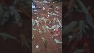 fish floor