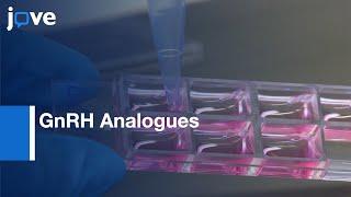 Fluorescently Labeled GnRH Analogues Drug Targeting Efficiency Imaging | Protocol Preview