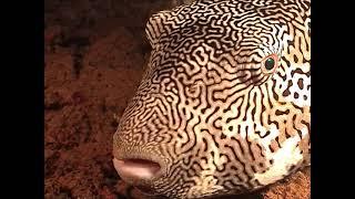 Massive Starry Puffer Fish