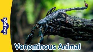 Super Cool Venomous Animals: King Cobra, Scorpion, Black Widow & Jellyfish! | Little Fox