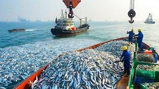 The method of catching thousands of mackerel will surprise you, fishermen catch mackerel with nets