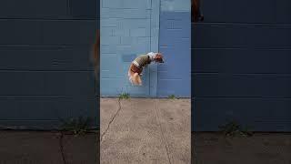 Skateboarding parkour dog #parkour #skateboardingdog