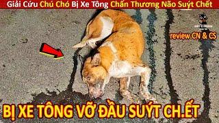 Mèo Mập Review Giải Cứu Chú Chó Bị XE TÔNG VỠ ĐẦU SUÝT CH.ẾT || Review Con Người Và Cuộc Sống