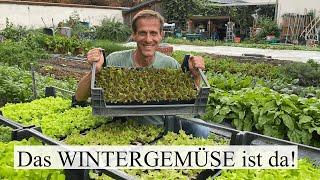 Das WINTERGEMÜSE ist da  Volle Gemüsebeete von September bis März - wenn jetzt gepflanzt wird!!!