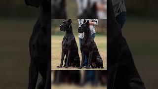 #hash Great dane dog by pet lover video 3