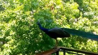 Indian peacock (Pavo cristatus) flying