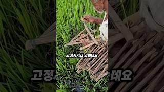 인도 농부들이 논에 설치하는 정체불명의 나무 장치, 이게 뭘까요?