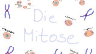 Mitose einfach erklärt