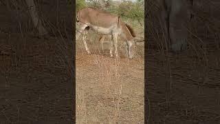 donkeys life in thar desert