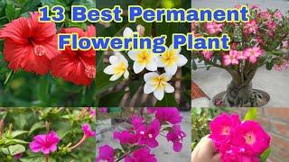 13 Best Permanent Flowering Plant For Home Gardening