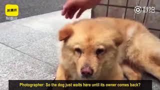 A touching dog's tale in China