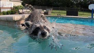 Baby raccoon learns to swim