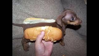 Hot Dog