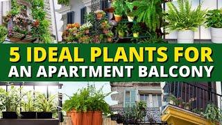 5 Ideal Plants for an Apartment Balcony  Balcony Gardening Ideas 