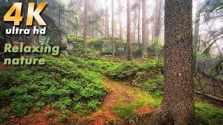 4K Virtual Walk Rain, Forest trail, Sleep Relax Music, Rain sounds, Nature.