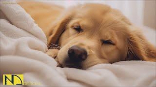 20 HOURS of Dog Calming Music For DogsAnti Separation Anxiety ReliefDog Sleep Music NadanMusic