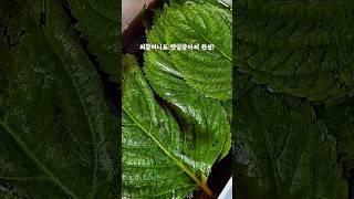 외할머니표 깻잎장아찌 레시피 비법 대공개