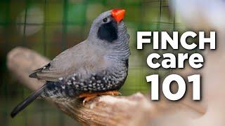  How to Take Care of Zebra Finches - Ultimate Guide 