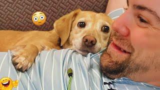 The Best of the Best! The Funniest Animal Videos of 2024! Funny DOG videos   | PART 23