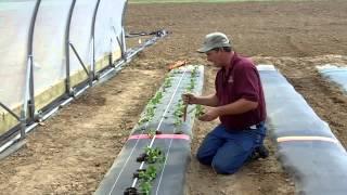 AR Strawberry Production Video 3: Planting Strawberry Plugs in High Tunnels