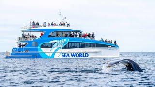 Sea World Cruise Whale Watching Full Tour Gold Coast, Queensland