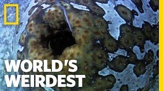 Sea Cucumber Fights with Guts (Literally) | World's Weirdest