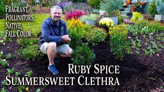 All About Ruby Spice Clethra - Awesome Four Season Plant - Summersweet