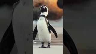 cute penguin 