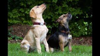 The Two Dogs - The Reading Hedgehog Club