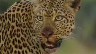 LEOPARDS vs ZEBRA | BBC Studios