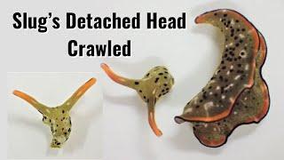 Slug’s Detached Head can Crawl and Grow a Whole New Body