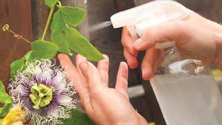 Castile Soap Spray for Garden Pests