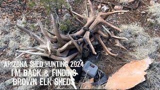 Arizona Shed Hunting 2024: I’m Back & Finding Brown Elk Sheds