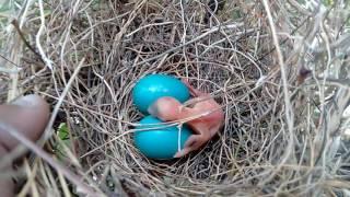 Amazing vidio of a new born baby bird..by Bunty thakur