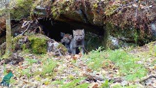 Mama wolf calls pups out of the den