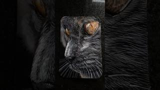КОТИКОВ ЛЮБИШЬ?) Ручная роспись тиснения #котики #черныйкот #тиснение #работаскожей #ручнаяроспись