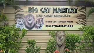 Big Cat Habitat