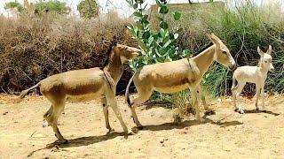 From Dawn to Dusk: A Day in the Life of a Donkey"