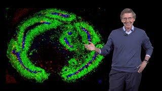 Arnold Kriegstein (UCSF) 2: Cerebral Organoids: Models of Human Brain Disease and Evolution